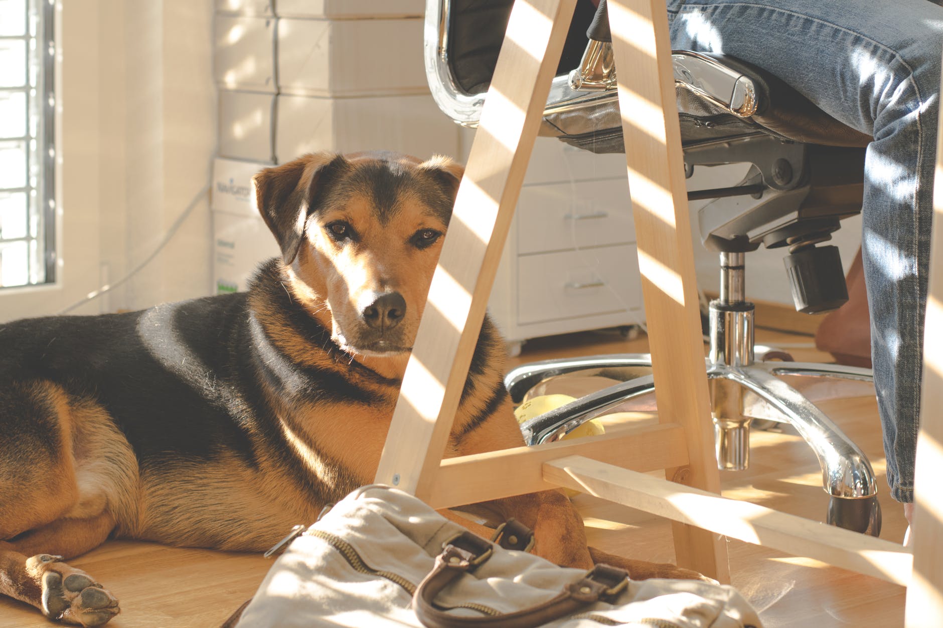 Chien au bureau